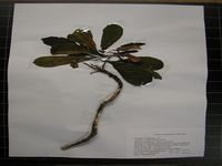 Herbarium sample